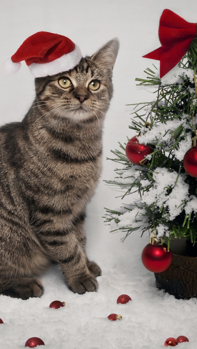Cat And Christmas Tree