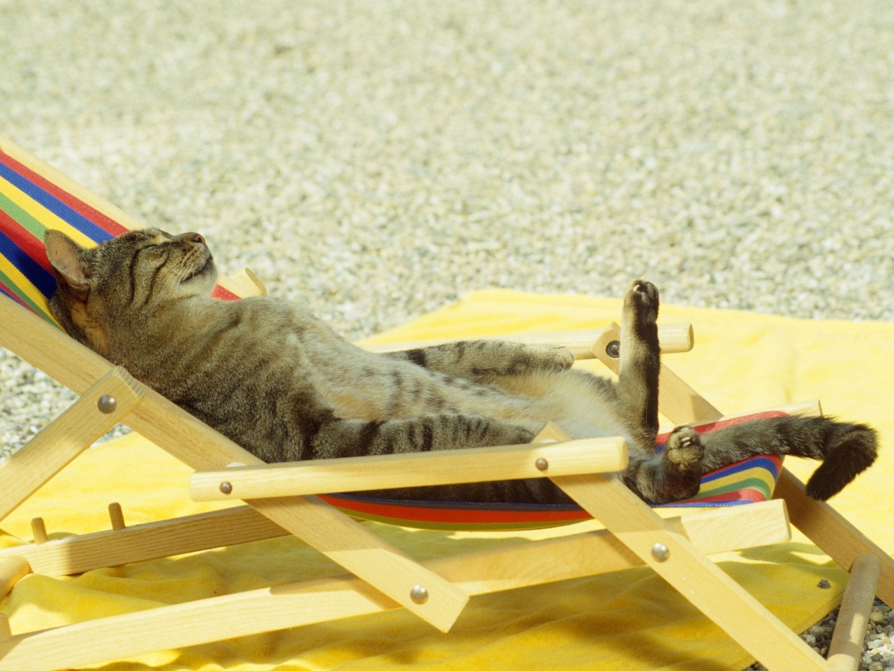 Cat Relaxing On Lounge Chair