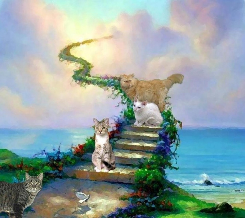 Cats And Heaven