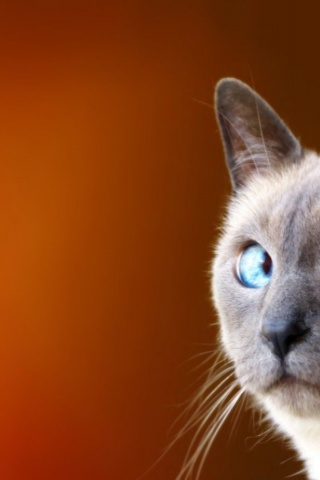 Cats Blue Eyes Animals Funny