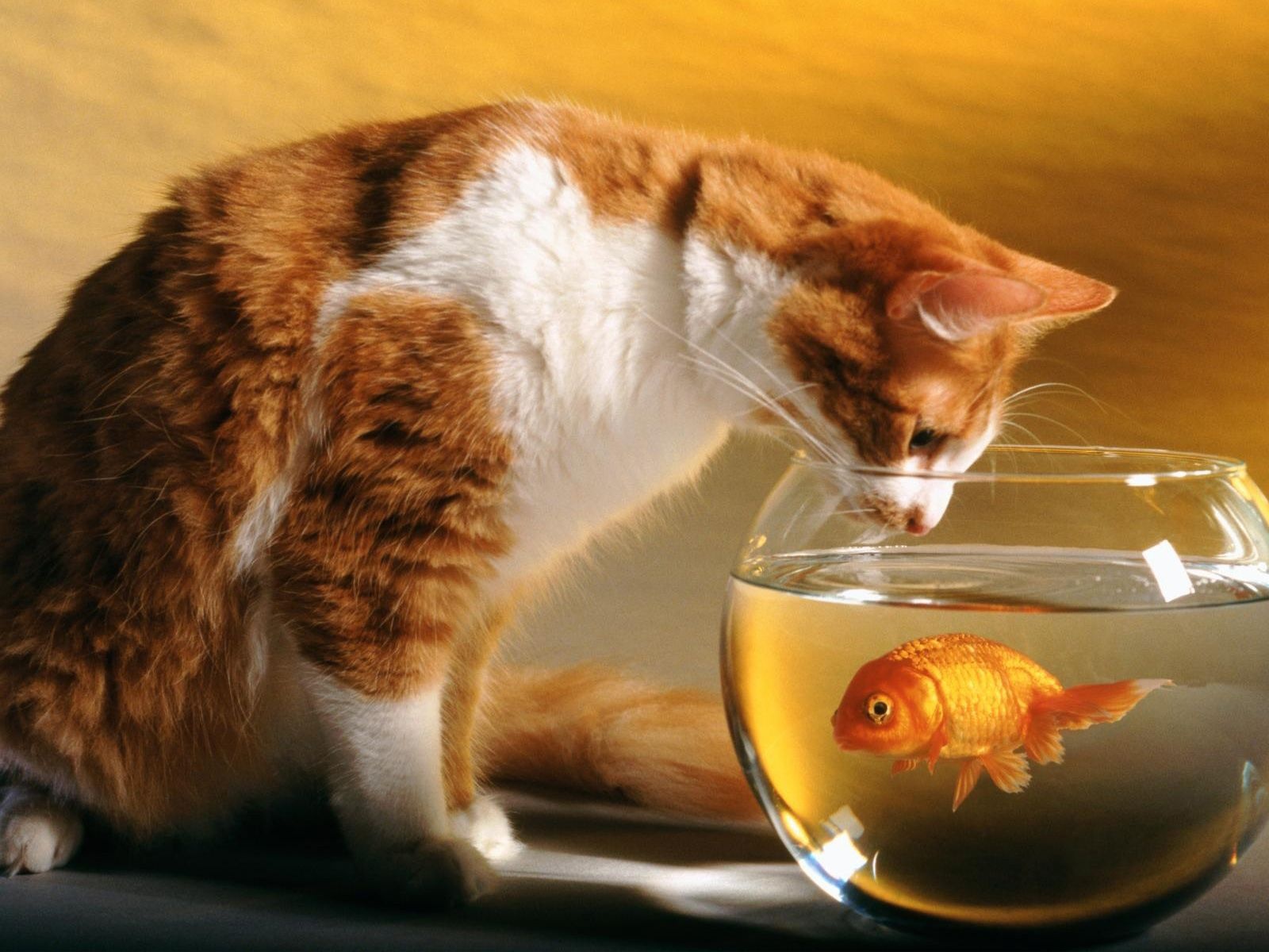 Cats Funny Goldfish Fish Bowls