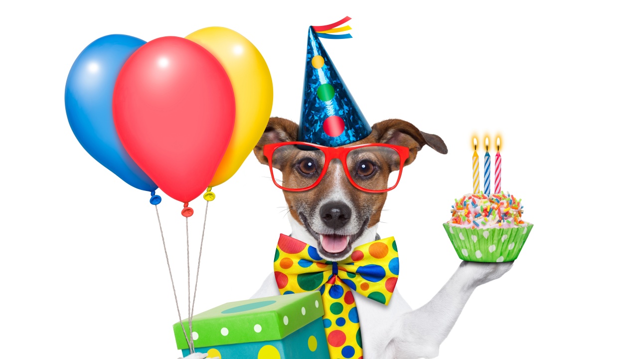 Cheerful Dog On Birthday