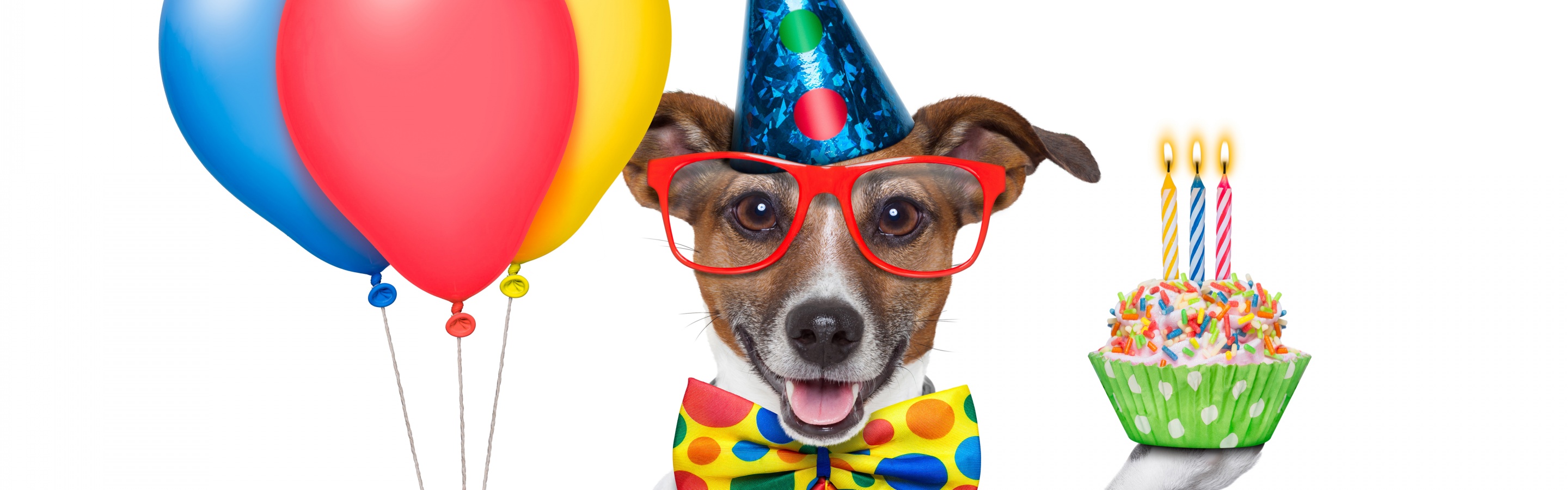 Cheerful Dog On Birthday