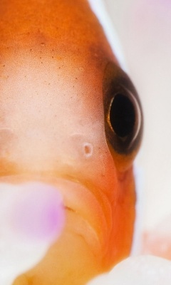 Clown Fish Clownfish Anemonefish