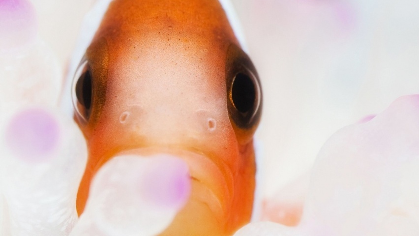 Clown Fish Clownfish Anemonefish