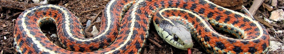 Coast Garter Snake