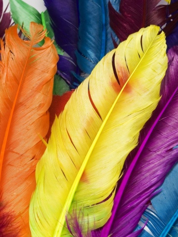 Colorful Feathers