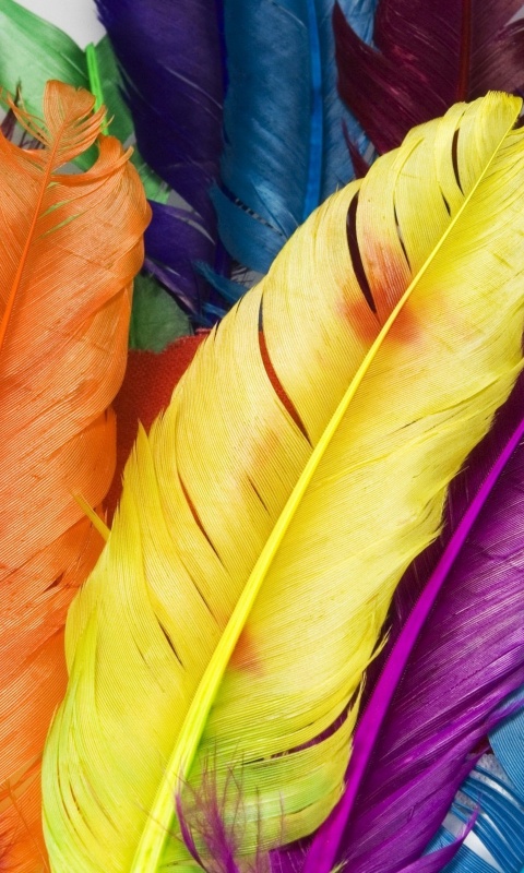 Colorful Feathers