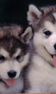 Cute Alaskan Malamute Puppies