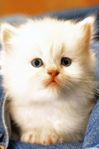 Cute Cat Baby