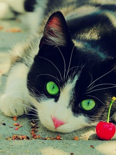 Cute Cat Photography