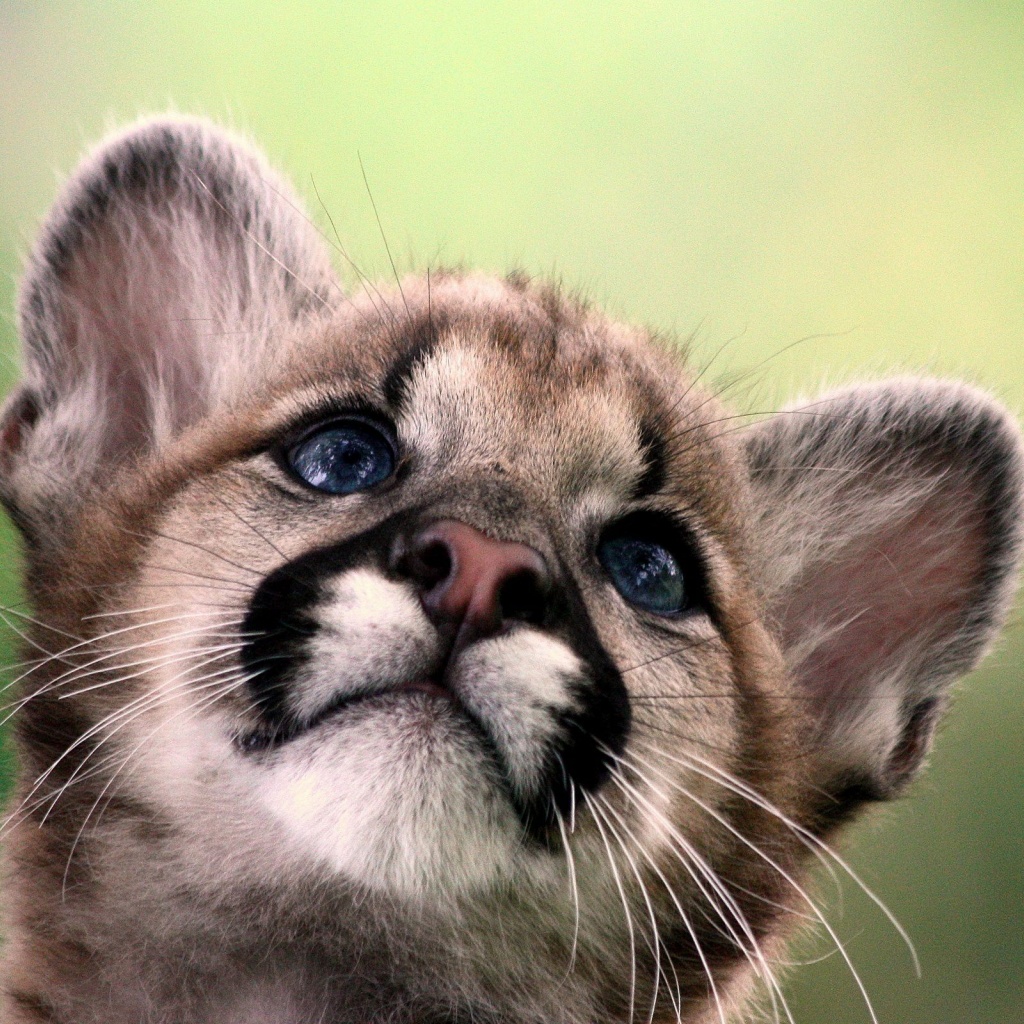 Cute Cougar Baby
