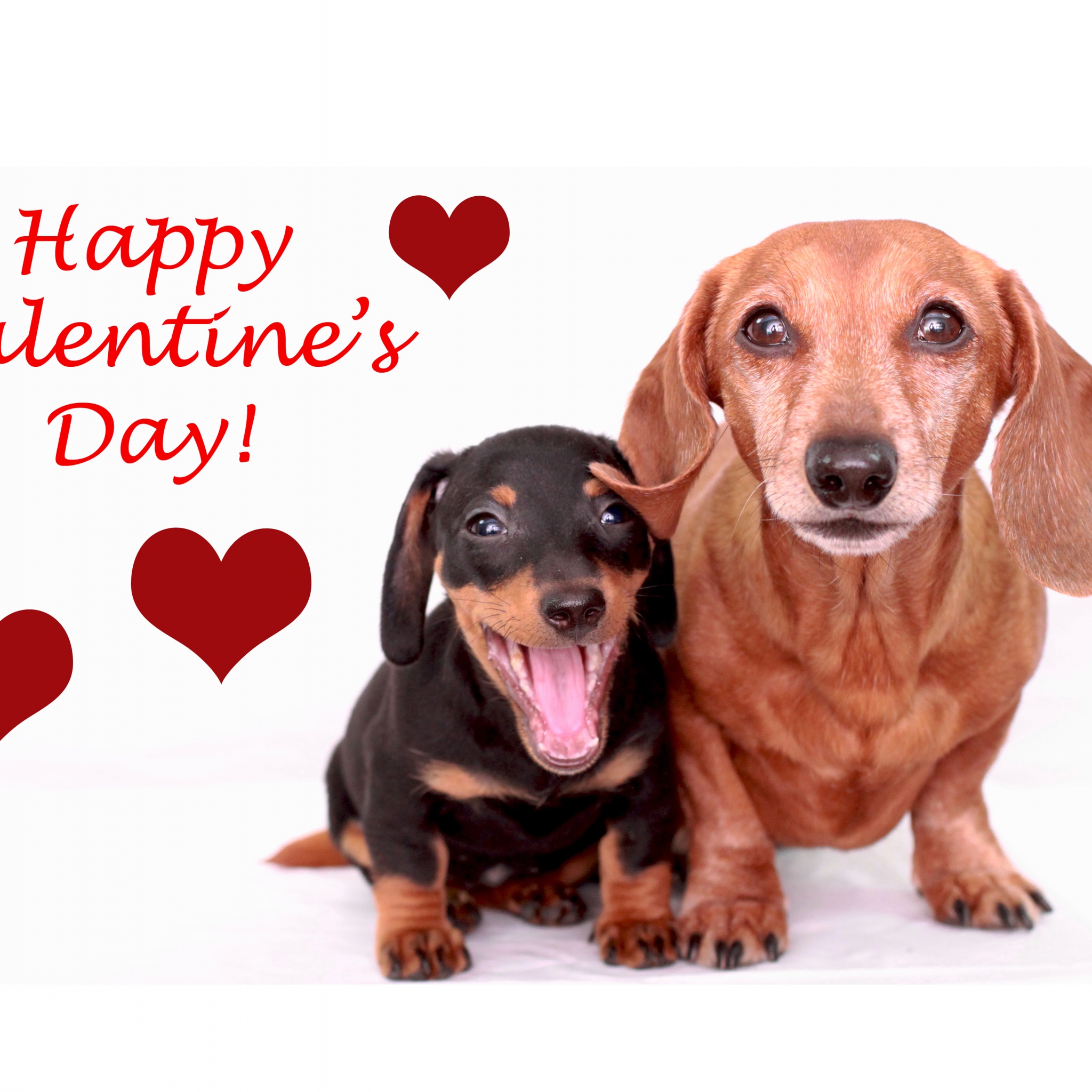 Cute Dogs - Happy Valentines Day