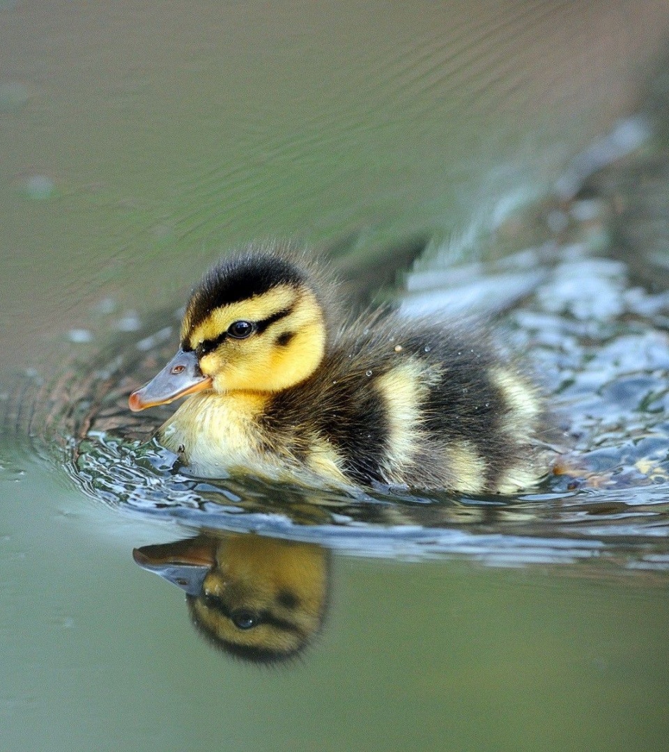 Cute Little Duck Swimming