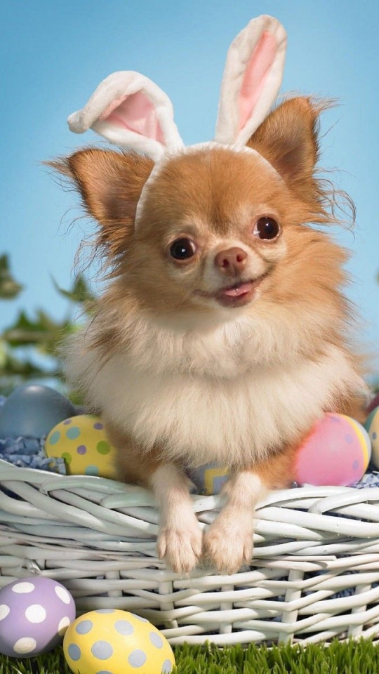 Cute Puppy Basket Egg