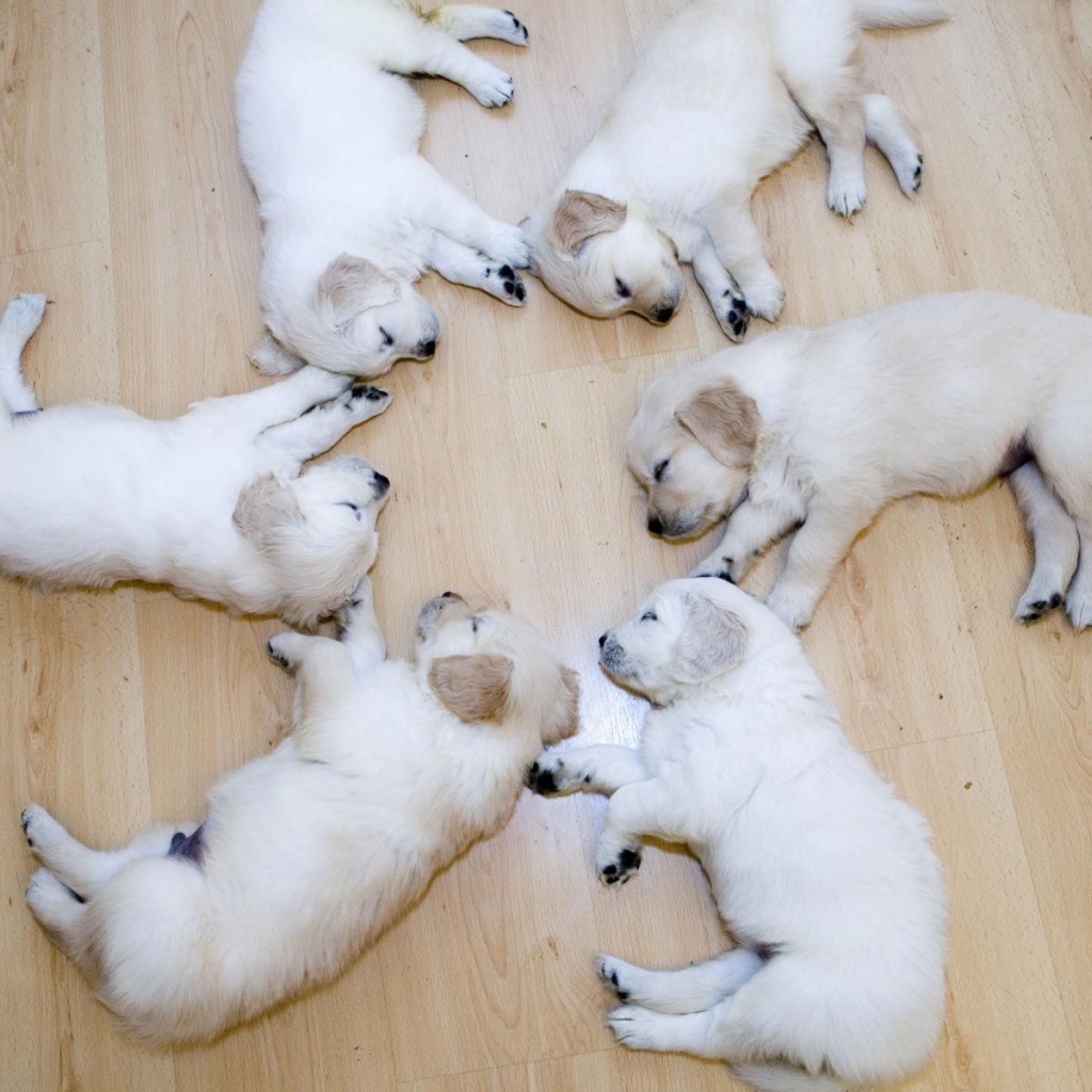 Cute Sleeping Puppies Animal Funny