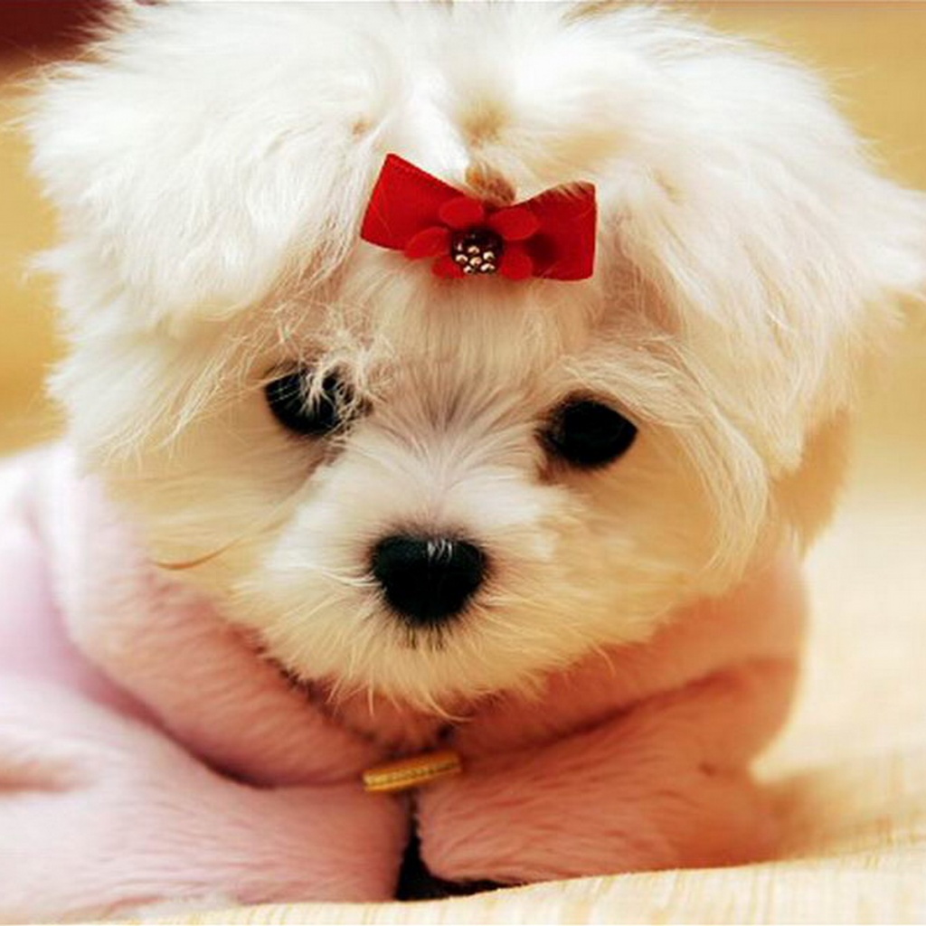 Cute White Puppy