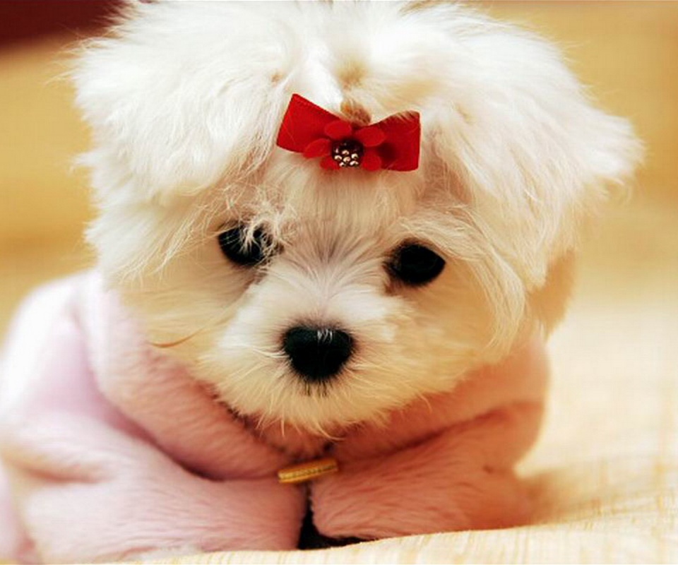 Cute White Puppy