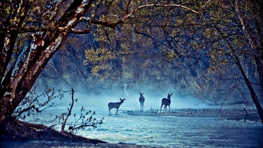 Deer Animals