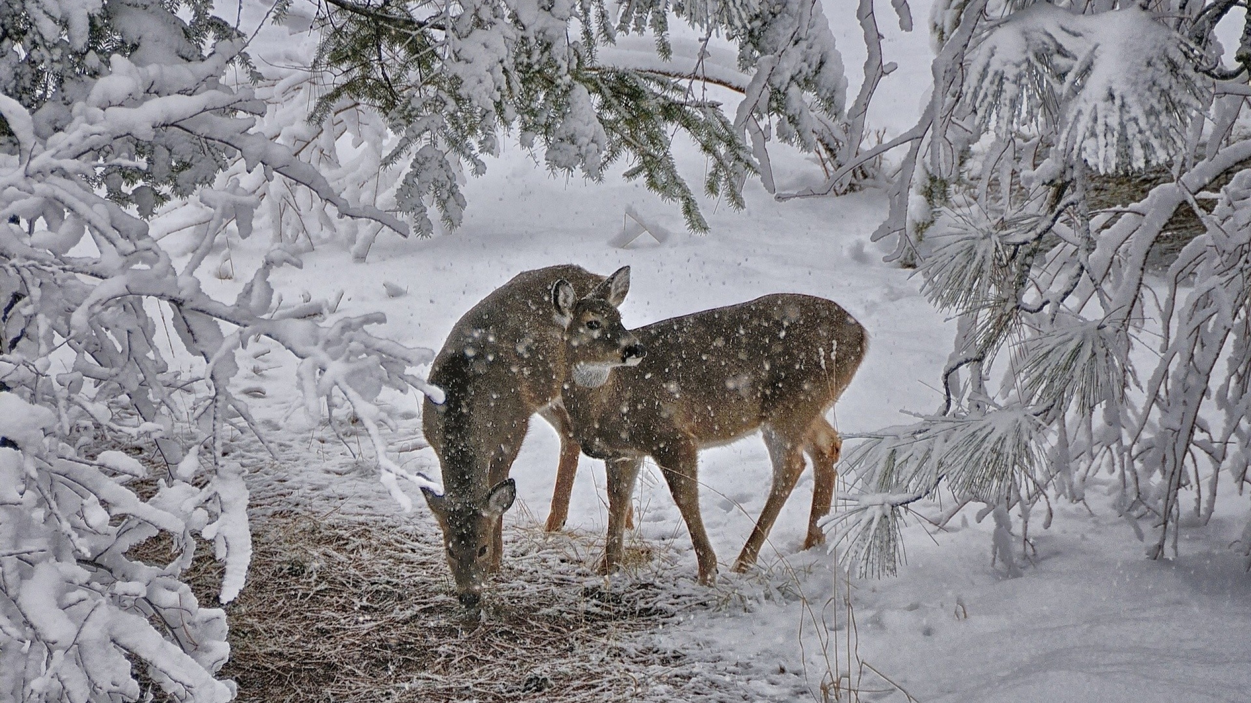 Deer Snow Trees Winter