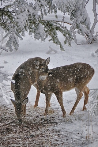 Deer Snow Trees Winter