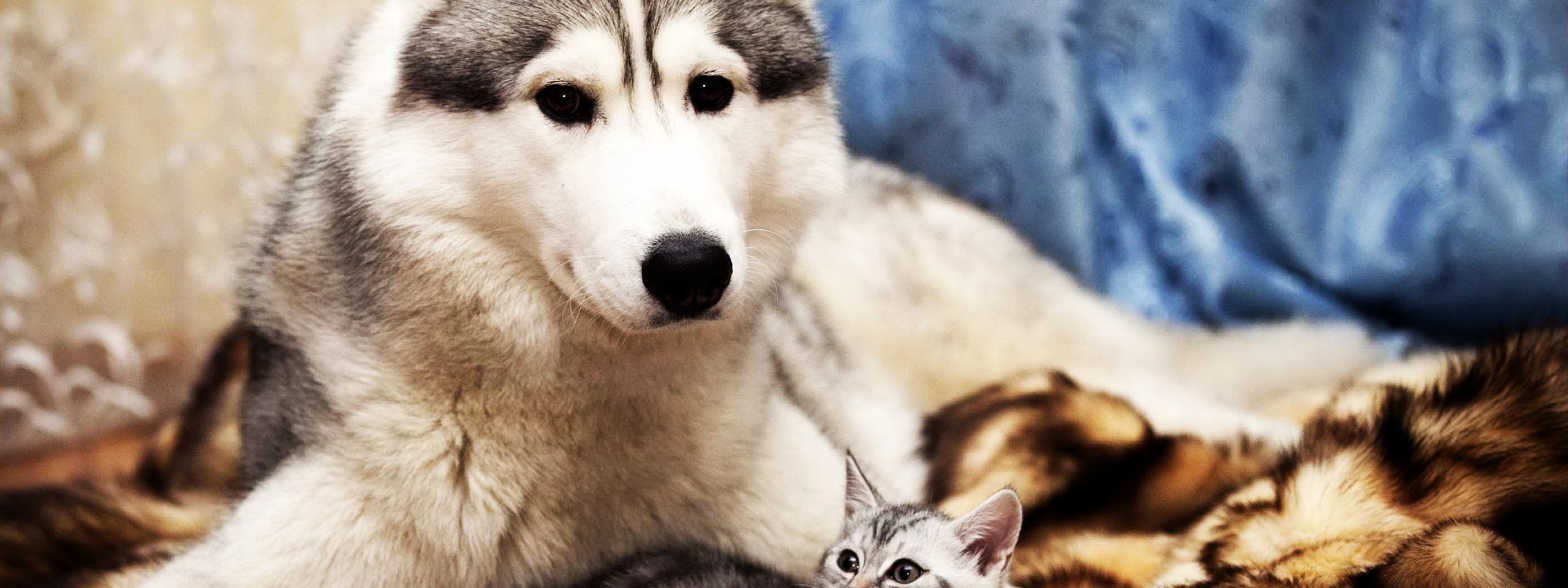 Dog And Cat Friends