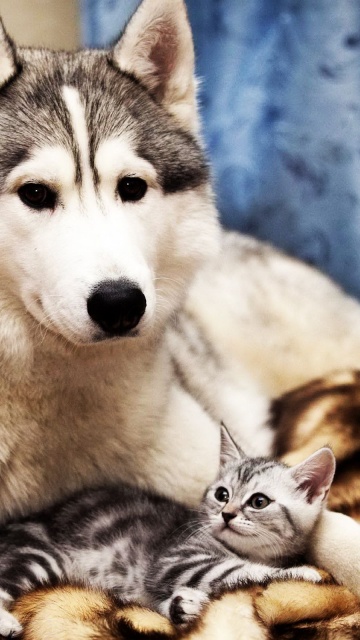 Dog And Cat Friends