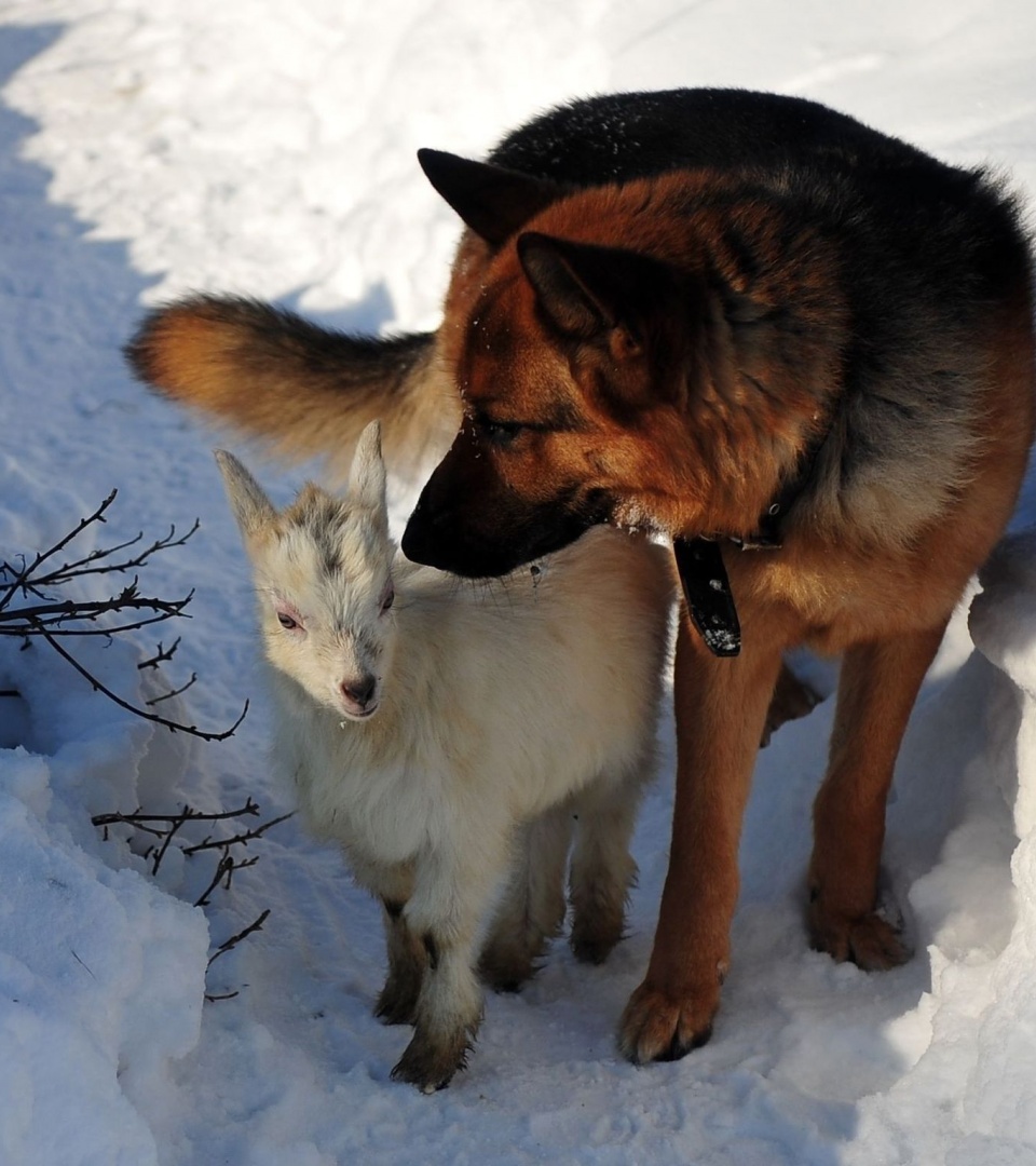 Dog Hunting Snow Winter