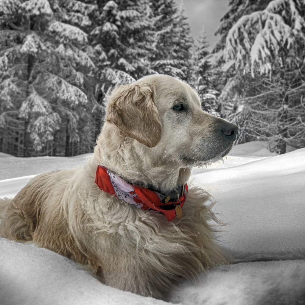 Dog In Snow Winter
