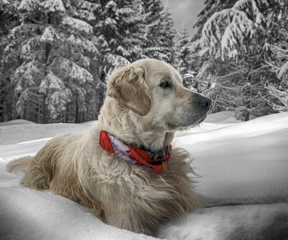 Dog In Snow Winter