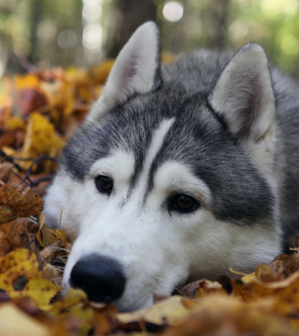 Dog Muzzle Grass Leaves