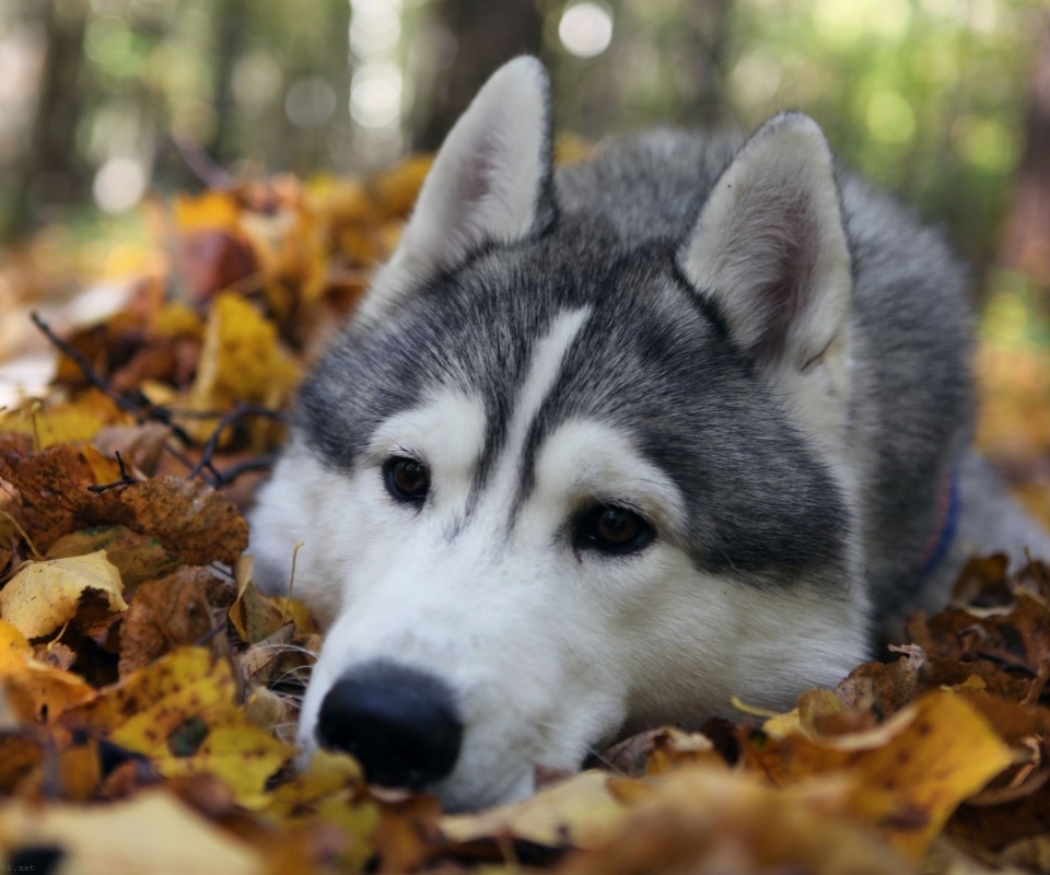 Dog Muzzle Grass Leaves