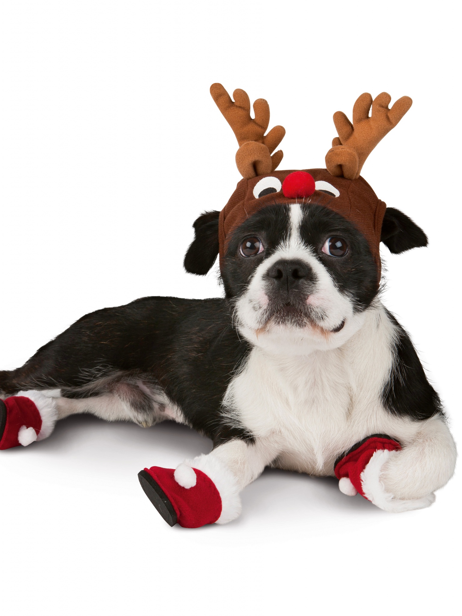 Dog With Xmas Booties Reindeer Hat