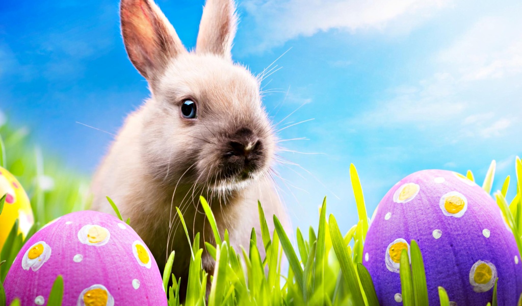 Easter Rabbit Eggs