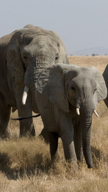 Elephant Family African Bush Elephant Serengeti Tanzania