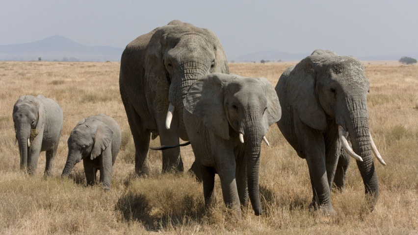 Elephant Family African Bush Elephant Serengeti Tanzania