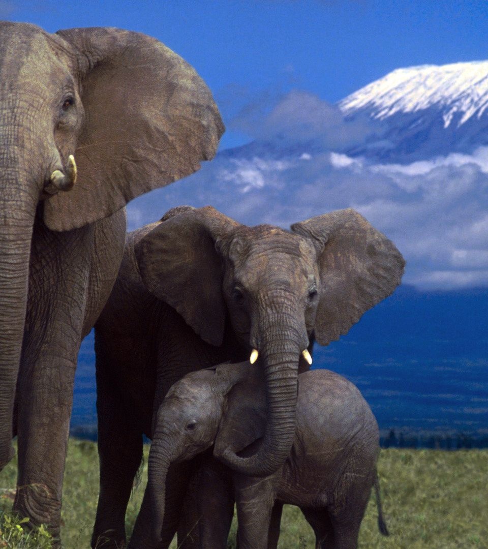 Elephant Family Mountain