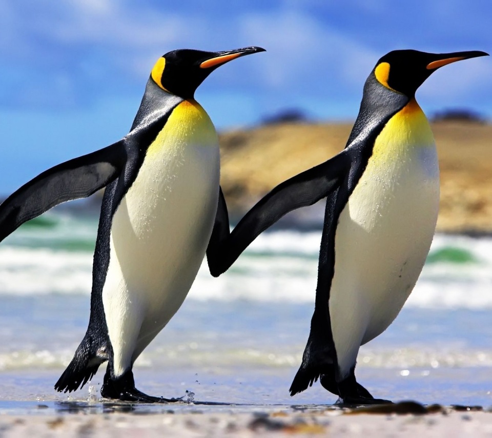 Emperor Penguins