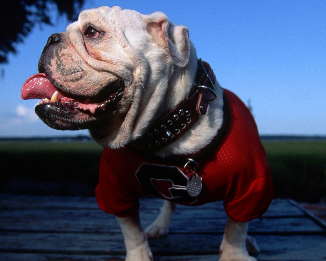 English Bulldog Georgia University Mascot Tongue