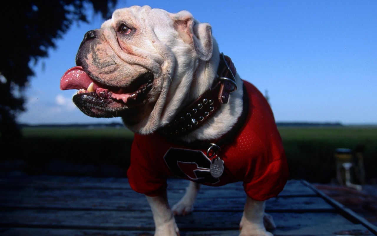 English Bulldog Georgia University Mascot Tongue