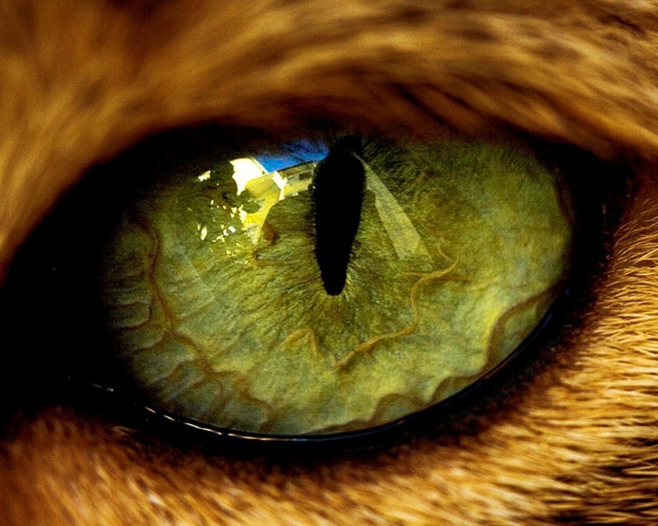 Eye Predator Tiger