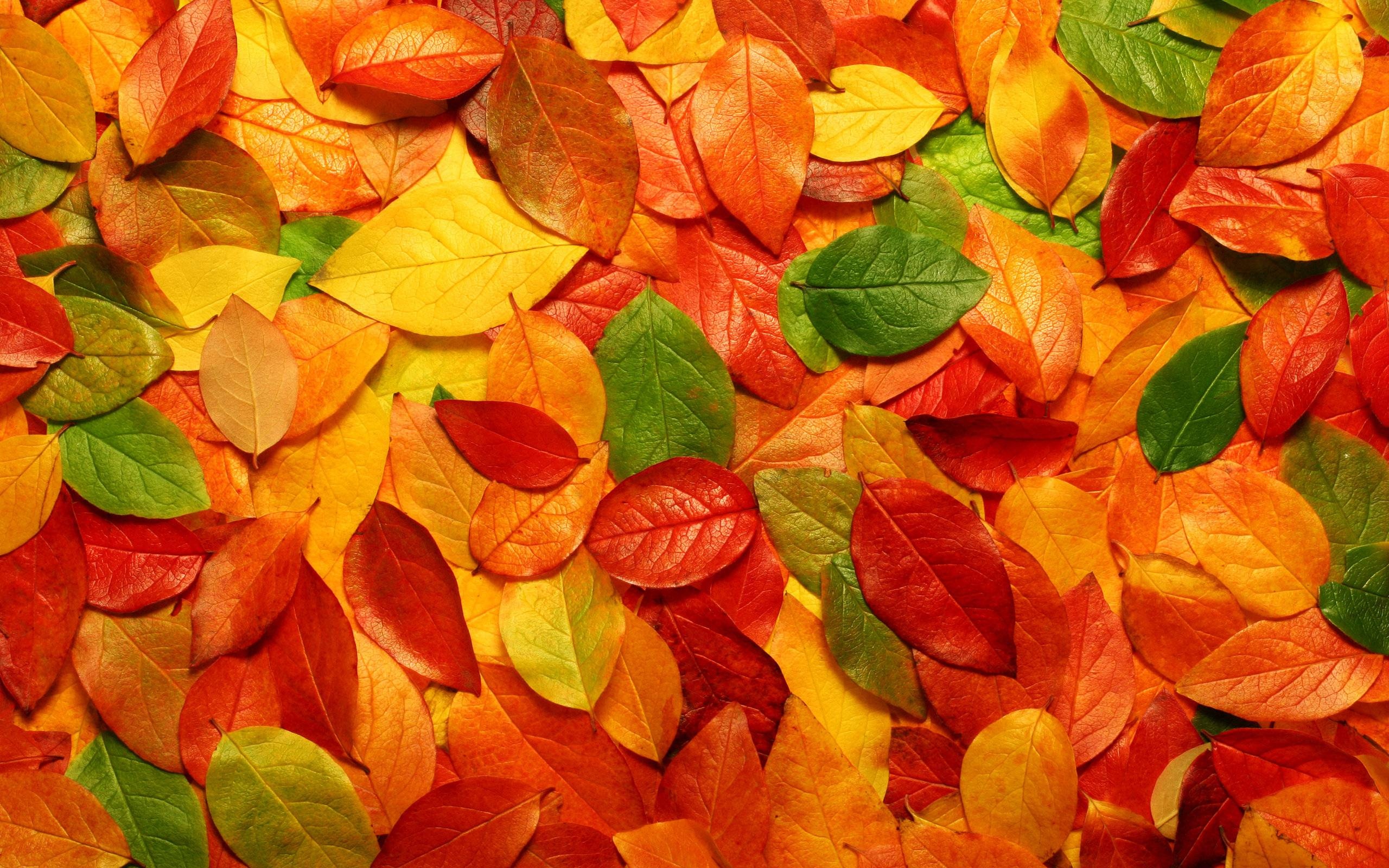 Fall Leaves Autumn 3d