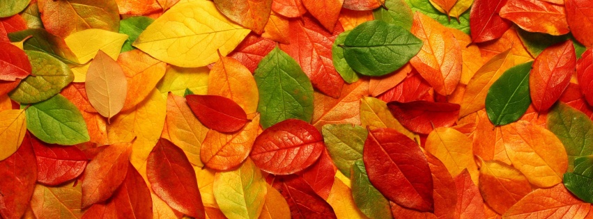 Fall Leaves Autumn 3d