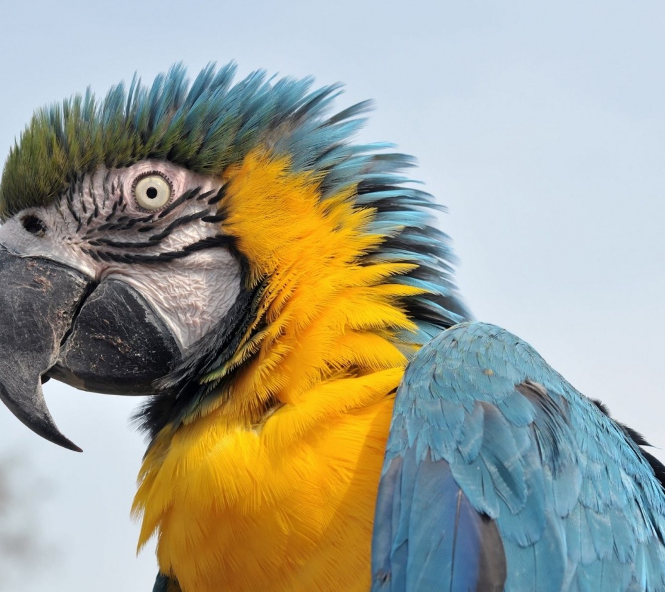 Feathers Head Beak Parrot