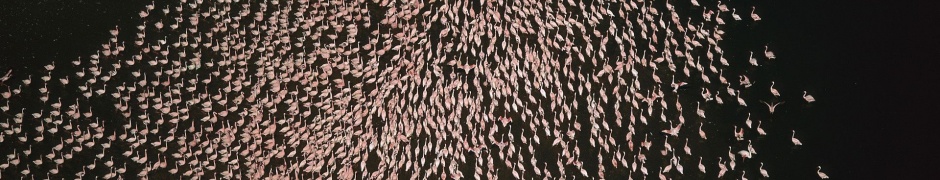 Flamingo Bird Horde