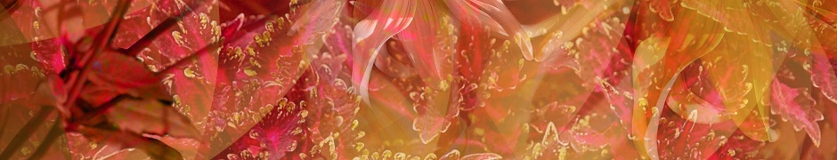 Floral Abstract