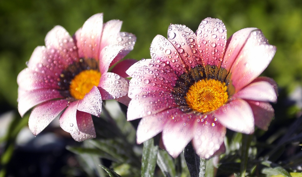 Flowers Covered With Dew