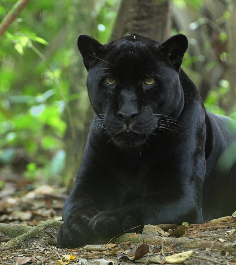 Forest Jungle Black Panther Panther