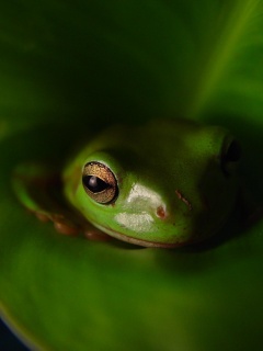 Frog Animal