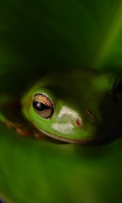 Frog Animal